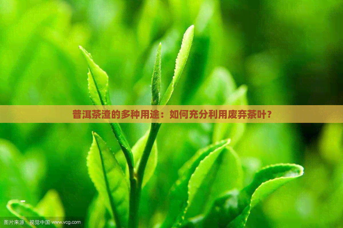 普洱茶渣的多种用途：如何充分利用废弃茶叶？