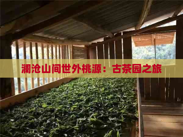 澜沧山间世外桃源：古茶园之旅