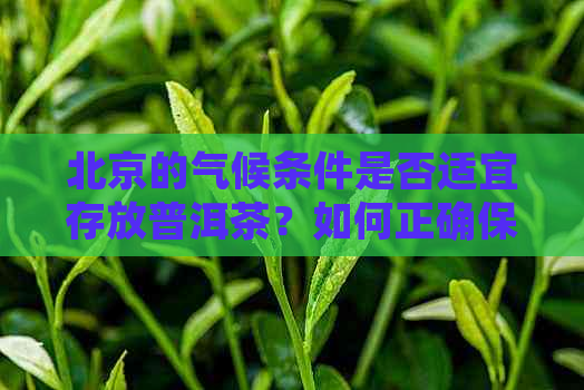 北京的气候条件是否适宜存放普洱茶？如何正确保存普洱茶以保持其品质？