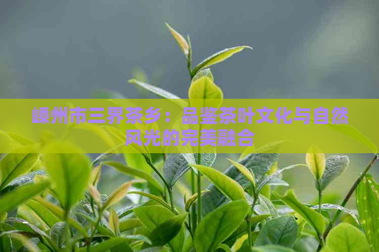 嵊州市三界茶乡：品鉴茶叶文化与自然风光的完美融合