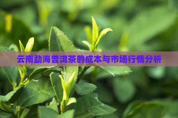 云南勐海普洱茶的成本与市场行情分析