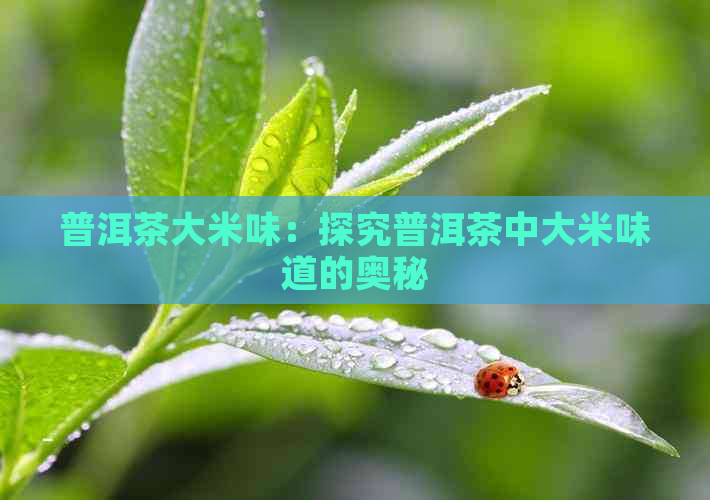 普洱茶大米味：探究普洱茶中大米味道的奥秘