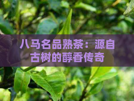 八马名品熟茶：源自古树的醇香传奇