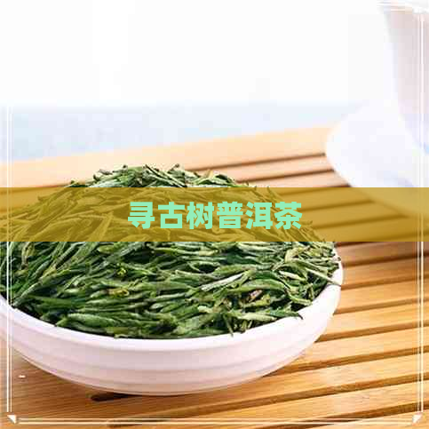 寻古树普洱茶