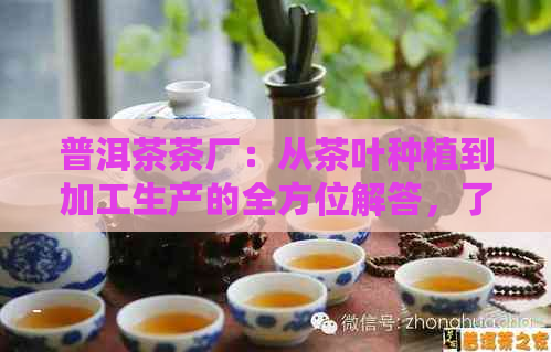 普洱茶茶厂：从茶叶种植到加工生产的全方位解答，了解普洱茶的魅力与品质