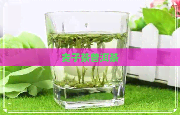 麦子茶普洱茶