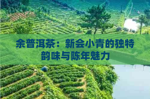 余普洱茶：新会小青的独特韵味与陈年魅力