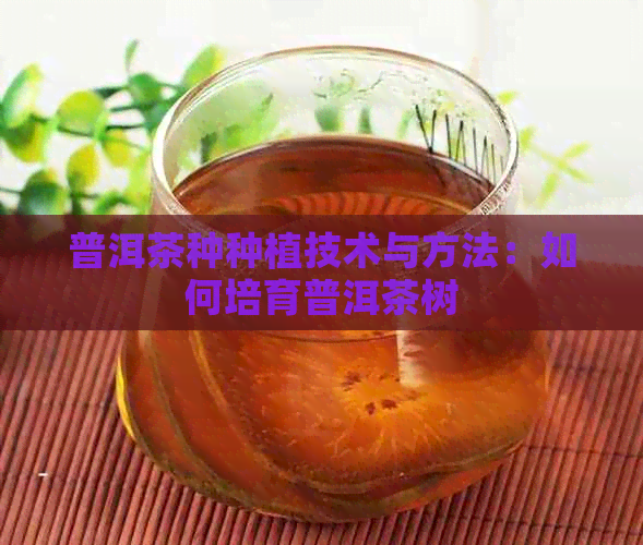 普洱茶种种植技术与方法：如何培育普洱茶树