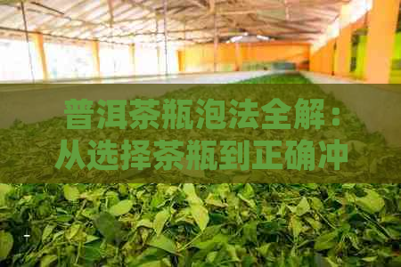 普洱茶瓶泡法全解：从选择茶瓶到正确冲泡的详细步骤与技巧