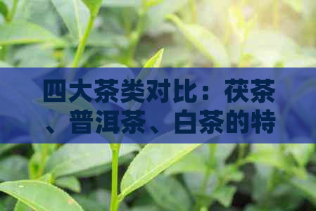 四大茶类对比：茯茶、普洱茶、白茶的特点与功效详解