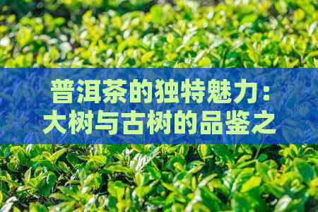 普洱茶的独特魅力：大树与古树的品鉴之道