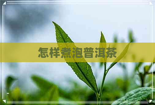 怎样煮泡普洱茶