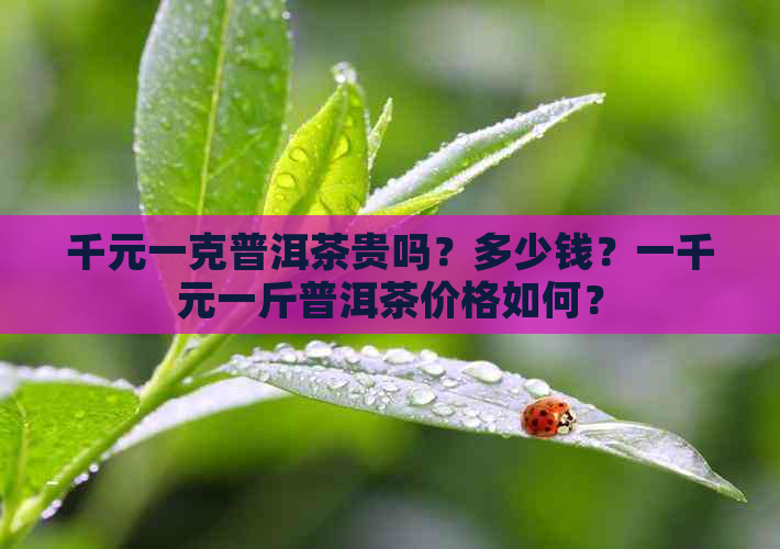 千元一克普洱茶贵吗？多少钱？一千元一斤普洱茶价格如何？