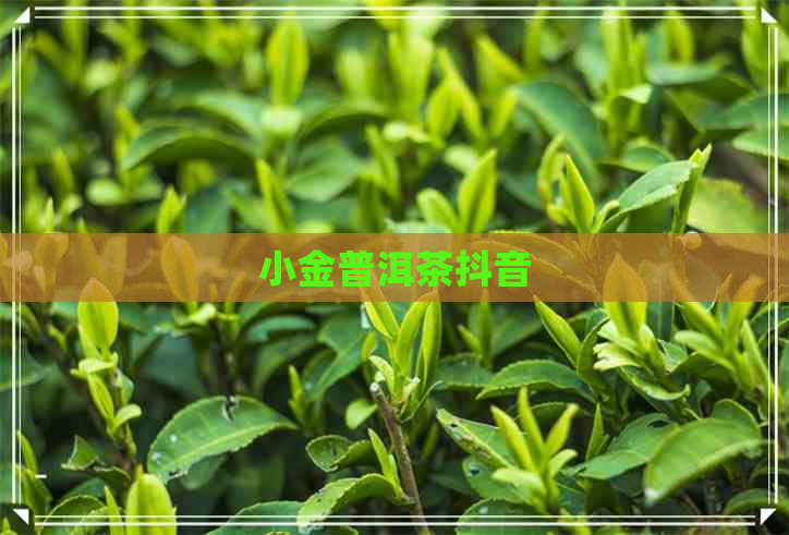 小金普洱茶抖音