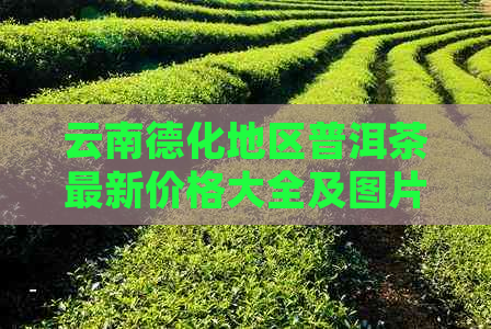 云南德化地区普洱茶最新价格大全及图片