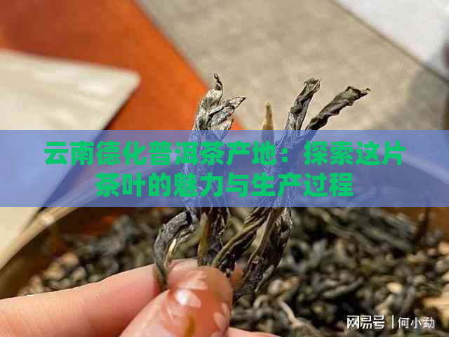 云南德化普洱茶产地：探索这片茶叶的魅力与生产过程