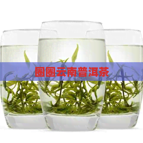 圈圈云南普洱茶