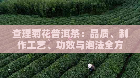 查理菊花普洱茶：品质、制作工艺、功效与泡法全方位解析