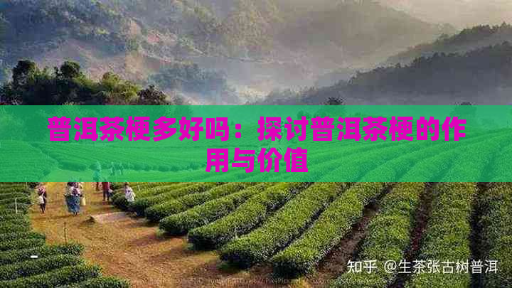 普洱茶梗多好吗：探讨普洱茶梗的作用与价值