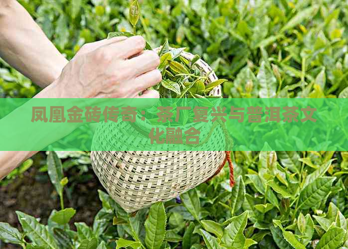 凤凰金砖传奇：茶厂复兴与普洱茶文化融合