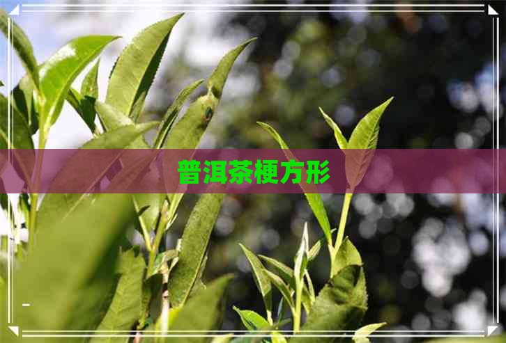 普洱茶梗方形