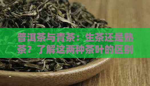 普洱茶与青茶：生茶还是熟茶？了解这两种茶叶的区别以便做出明智选择