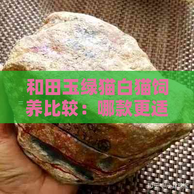 和田玉绿猫白猫饲养比较：哪款更适合你？