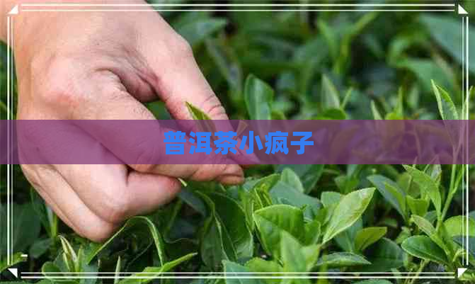 普洱茶小疯子