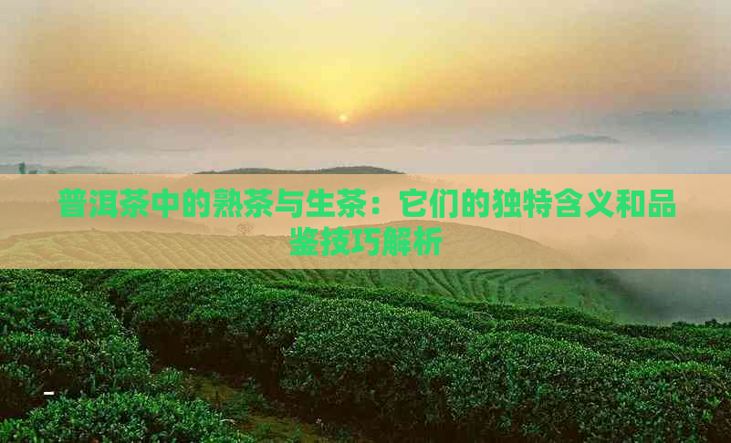 普洱茶中的熟茶与生茶：它们的独特含义和品鉴技巧解析