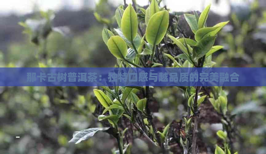 那卡古树普洱茶：独特口感与越品质的完美融合