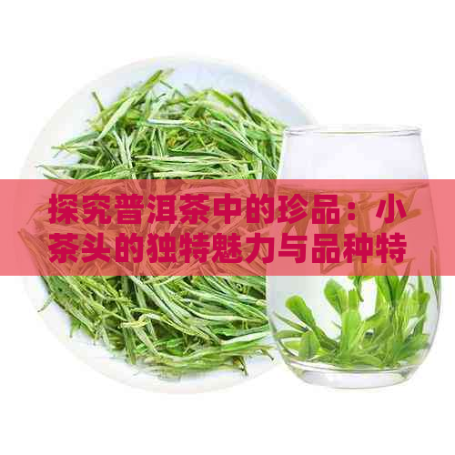 探究普洱茶中的珍品：小茶头的独特魅力与品种特点