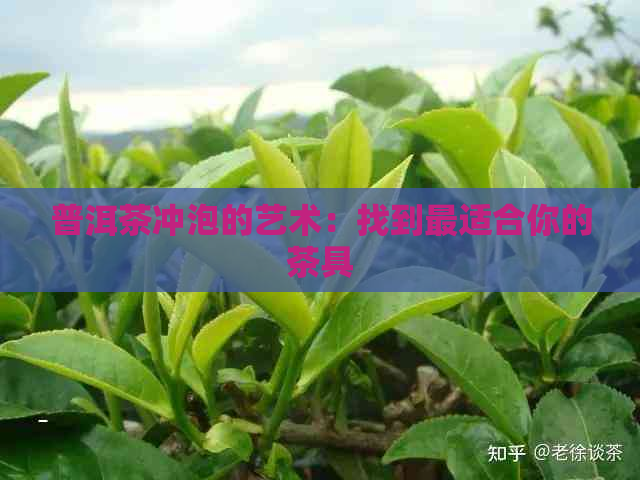 普洱茶冲泡的艺术：找到最适合你的茶具