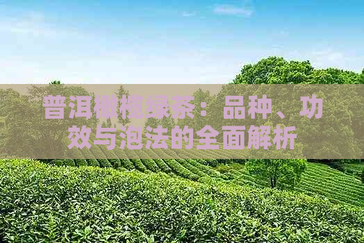 普洱橄榄绿茶：品种、功效与泡法的全面解析