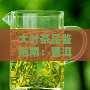 大叶茶品鉴指南：普洱茶价格与品质分析