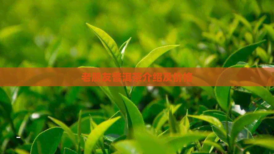 老朋友普洱茶介绍及价格