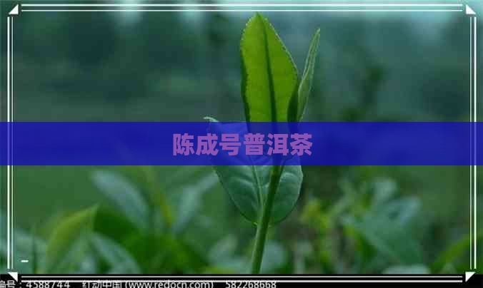 陈成号普洱茶