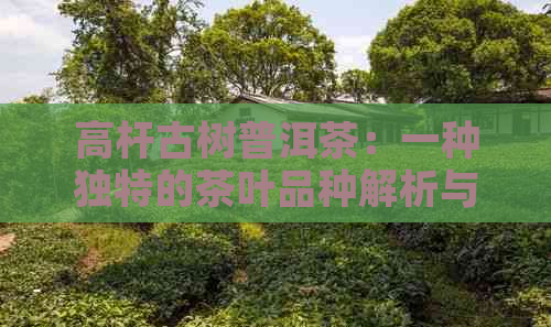 高杆古树普洱茶：一种独特的茶叶品种解析与价格探讨