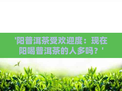 '阳普洱茶受欢迎度：现在阳喝普洱茶的人多吗？'