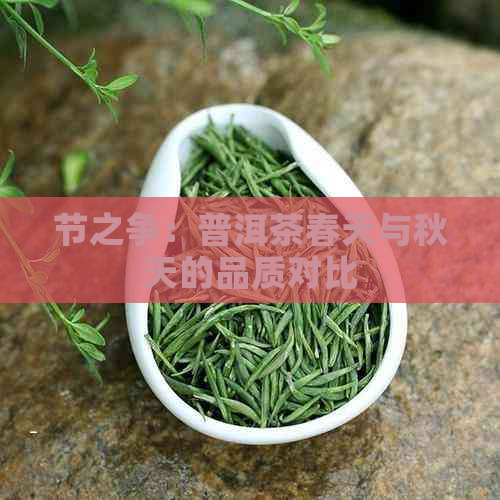 节之争：普洱茶春天与秋天的品质对比