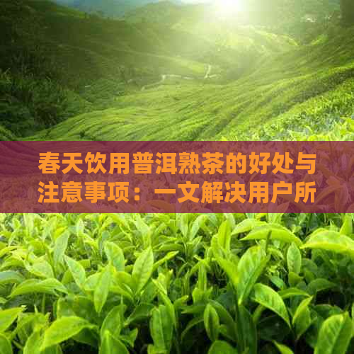 春天饮用普洱熟茶的好处与注意事项：一文解决用户所有疑问