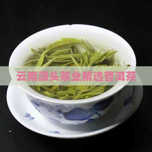 云南源头茶业精选普洱茶