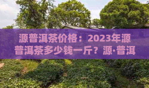 源普洱茶价格：2023年源普洱茶多少钱一斤？源·普洱茶品质如何？