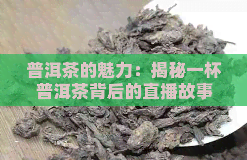 普洱茶的魅力：揭秘一杯普洱茶背后的直播故事