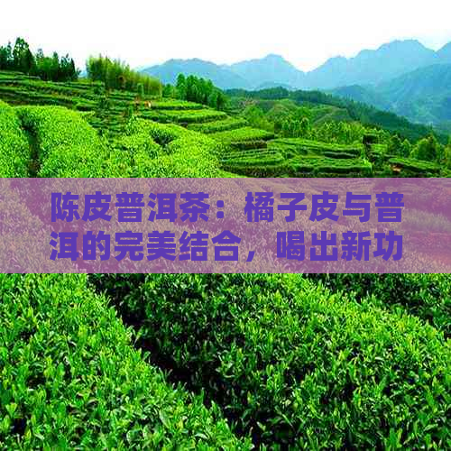 陈皮普洱茶：橘子皮与普洱的完美结合，喝出新功效