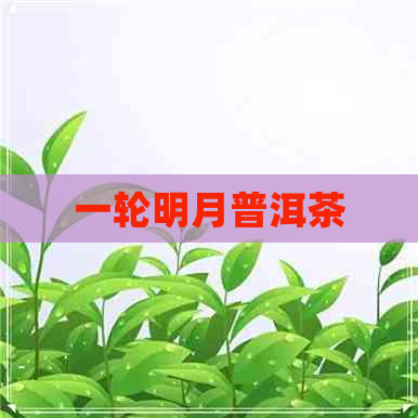 一轮明月普洱茶