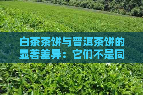 白茶茶饼与普洱茶饼的显著差异：它们不是同一种茶！