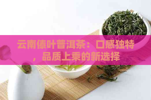 云南傣叶普洱茶：口感独特，品质上乘的新选择