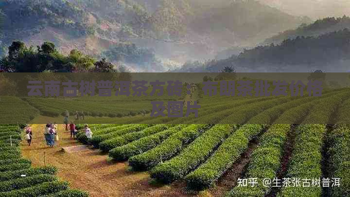 云南古树普洱茶方砖：布朗茶批发价格及图片