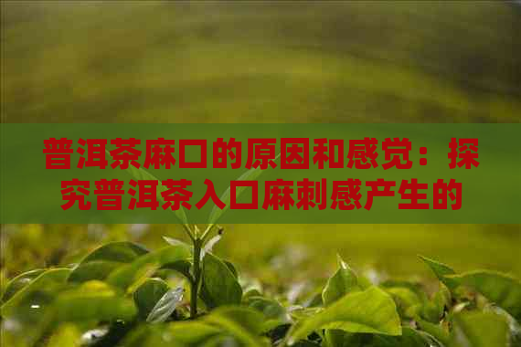 普洱茶麻口的原因和感觉：探究普洱茶入口麻刺感产生的原因