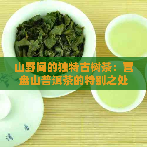 山野间的独特古树茶：营盘山普洱茶的特别之处